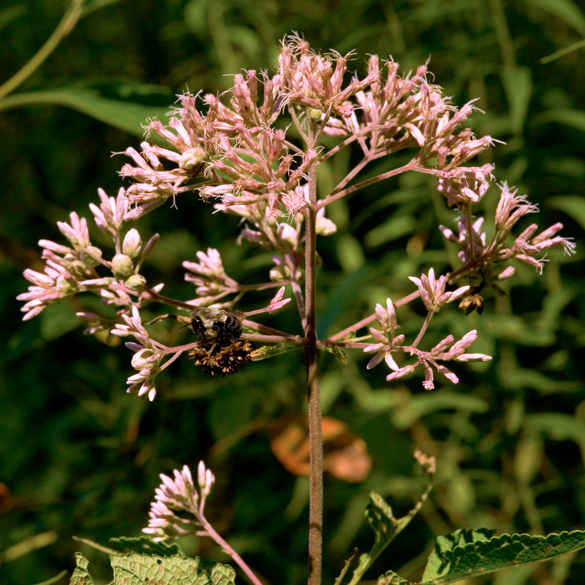 Eupatorium (Eutrochium) fistulosum Joe Pye Weed