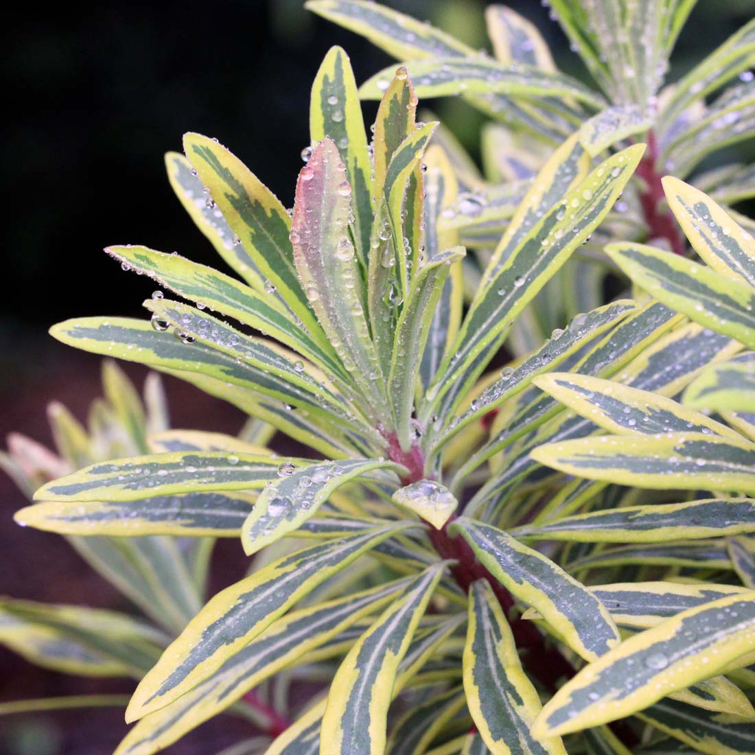 Euphorbia × martinii 'Ascot Rainbow' Spurge