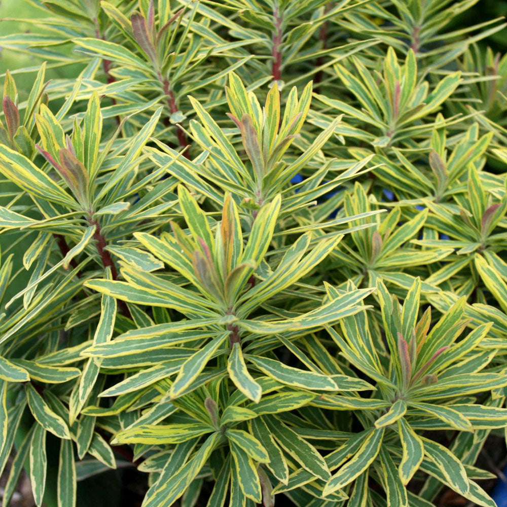 Euphorbia × martinii 'Ascot Rainbow' Spurge