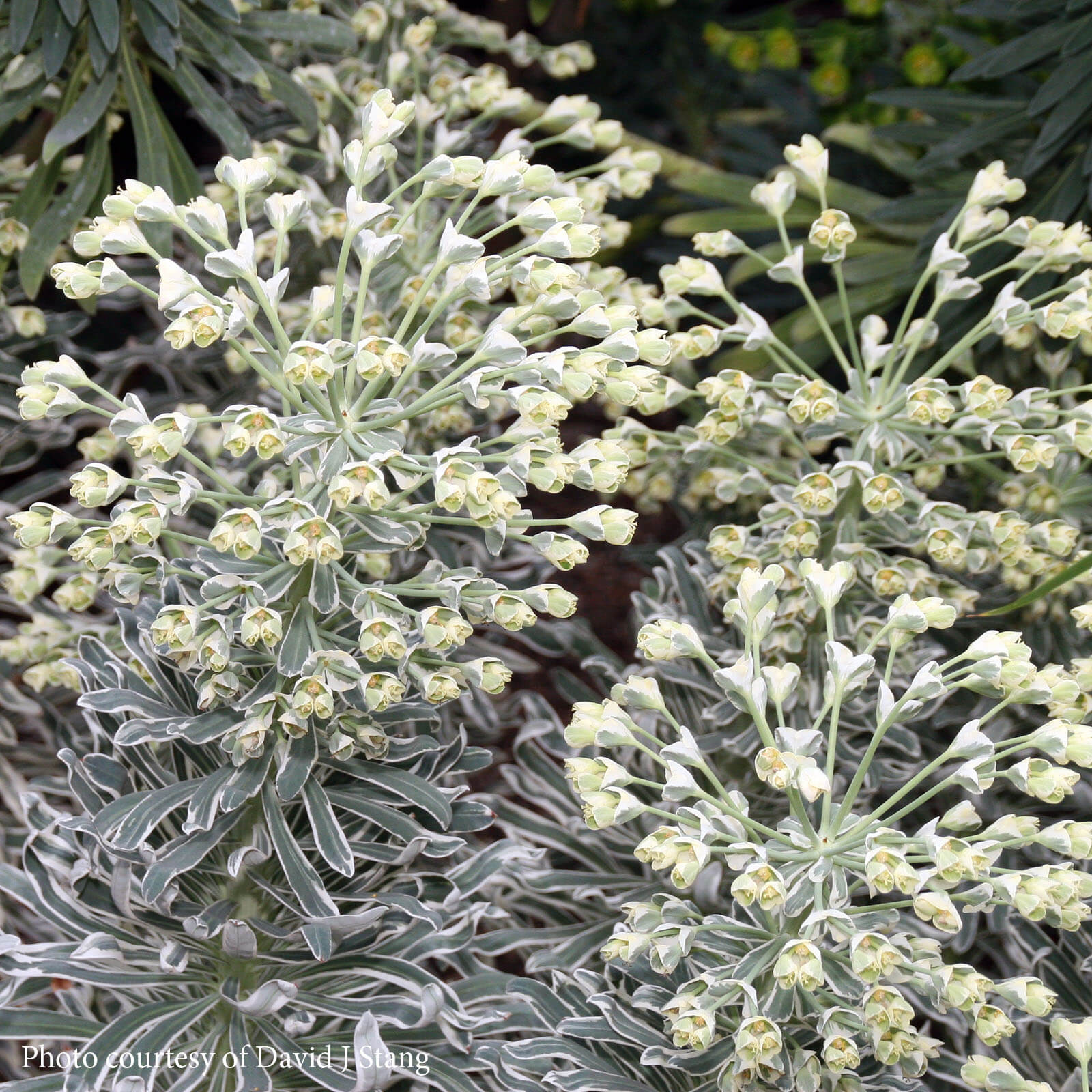 Euphorbia characias 'Glacier Blue' Spurge | Rare Roots