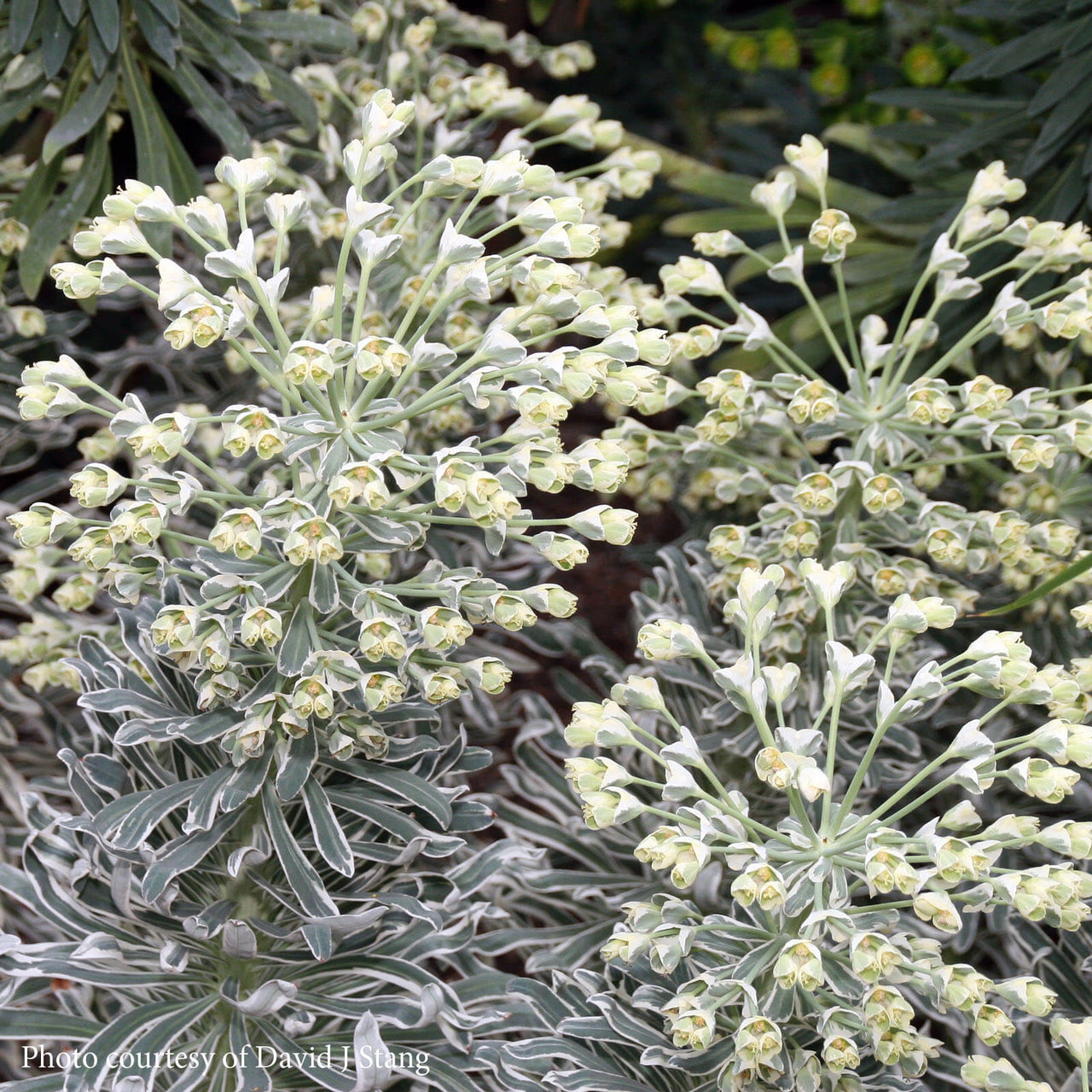 Euphorbia characias 'Glacier Blue' Spurge