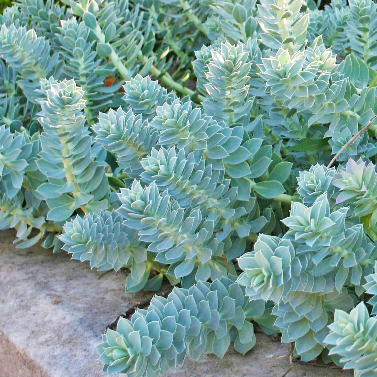 Euphorbia myrsinites Donkey Tail Spurge