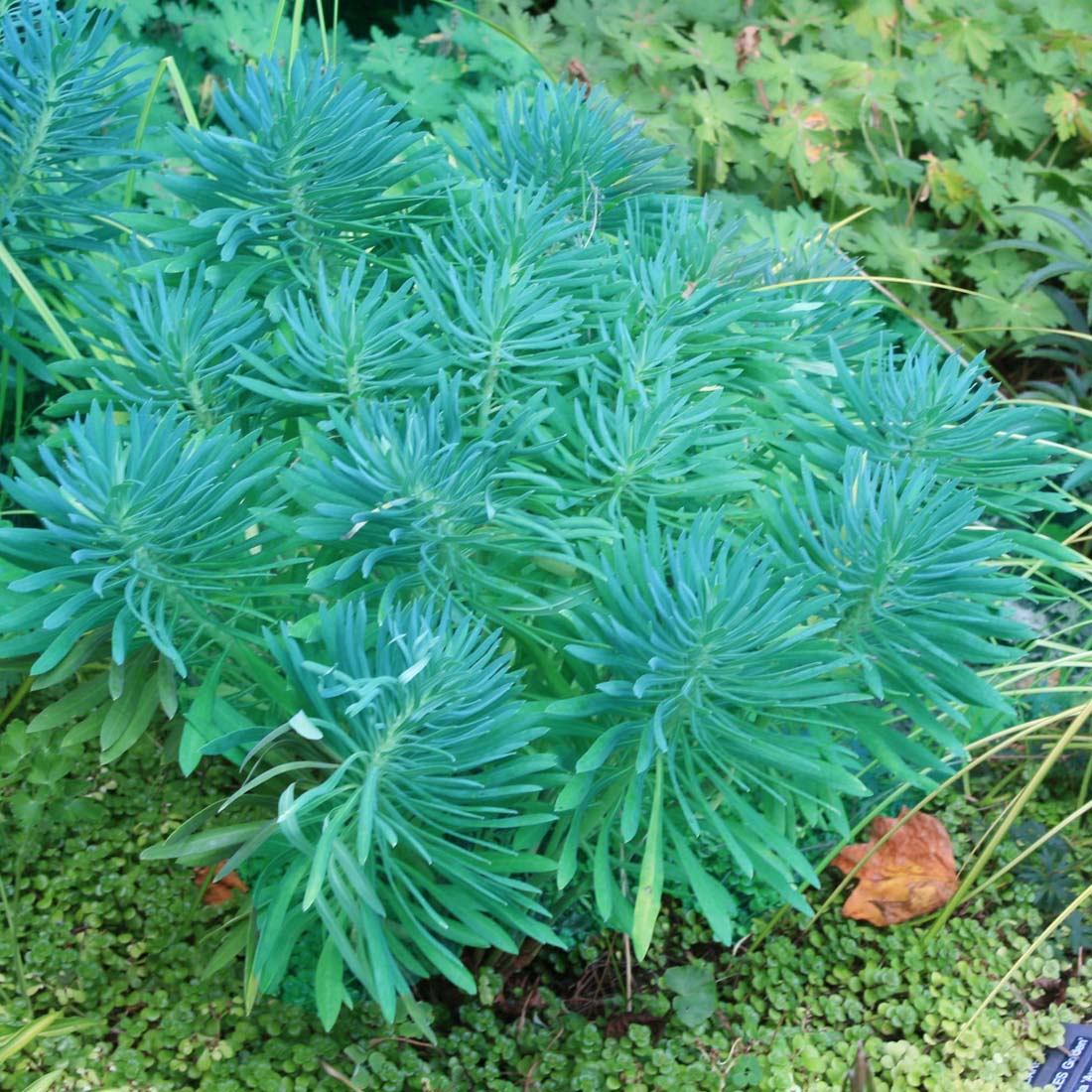 Euphorbia wulfenii Mediterranean Spruge