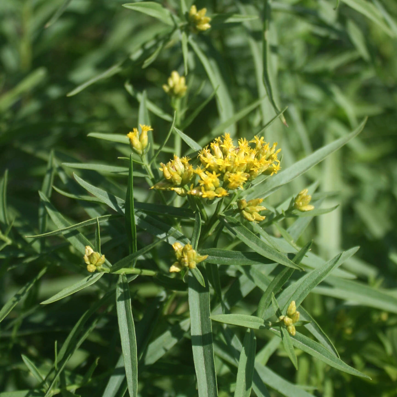 Euthamia caroliniana Slender Goldentop