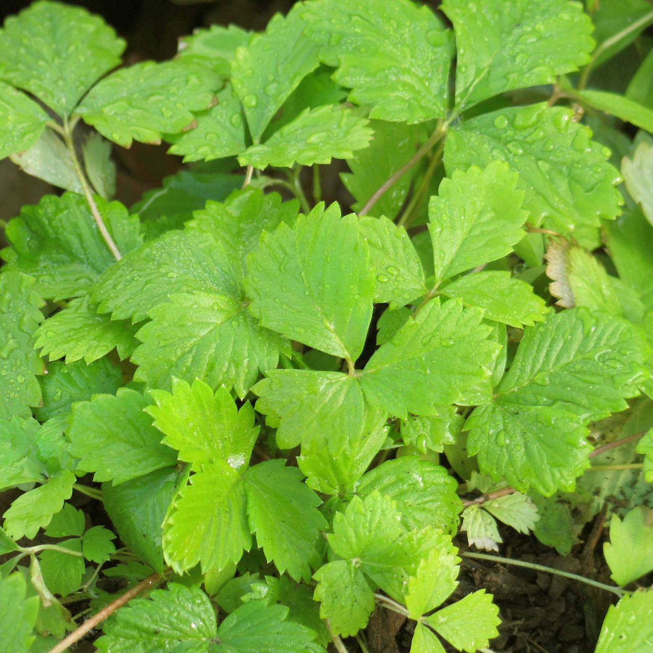 Fragaria vesca 'Golden Alexandria' Alpine Strawberry