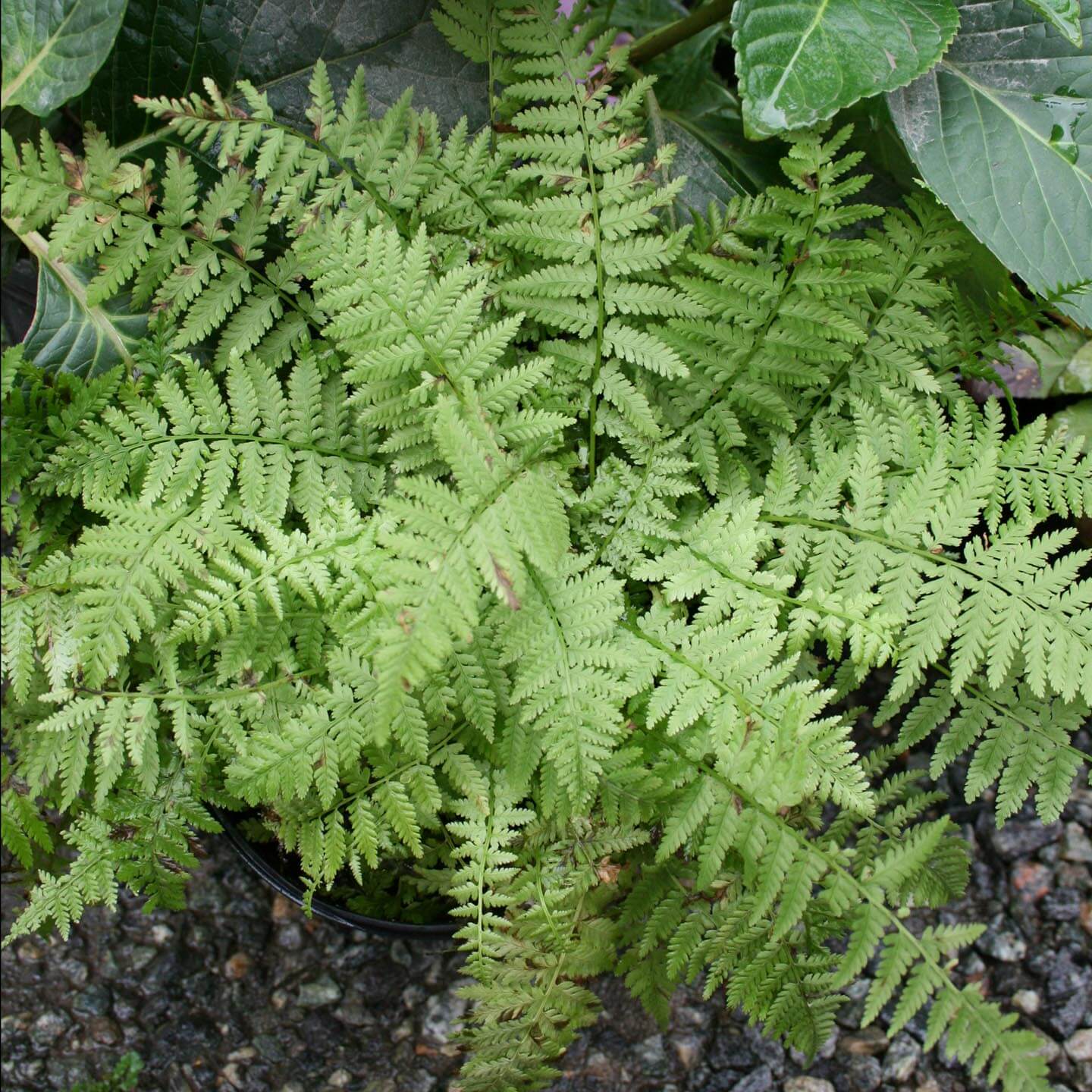 Athyrium Minutissima Dwarf Lady Fern for sale