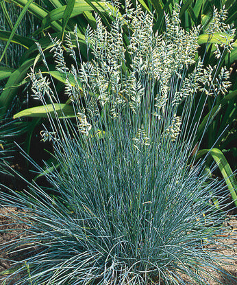 Festuca ovina var. glauca Elijah Blue 