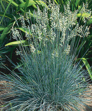 Festuca ovina var. glauca Elijah Blue 