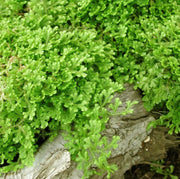 Selaginella kraussiana Aurea Golden Club Moss Fern for sale