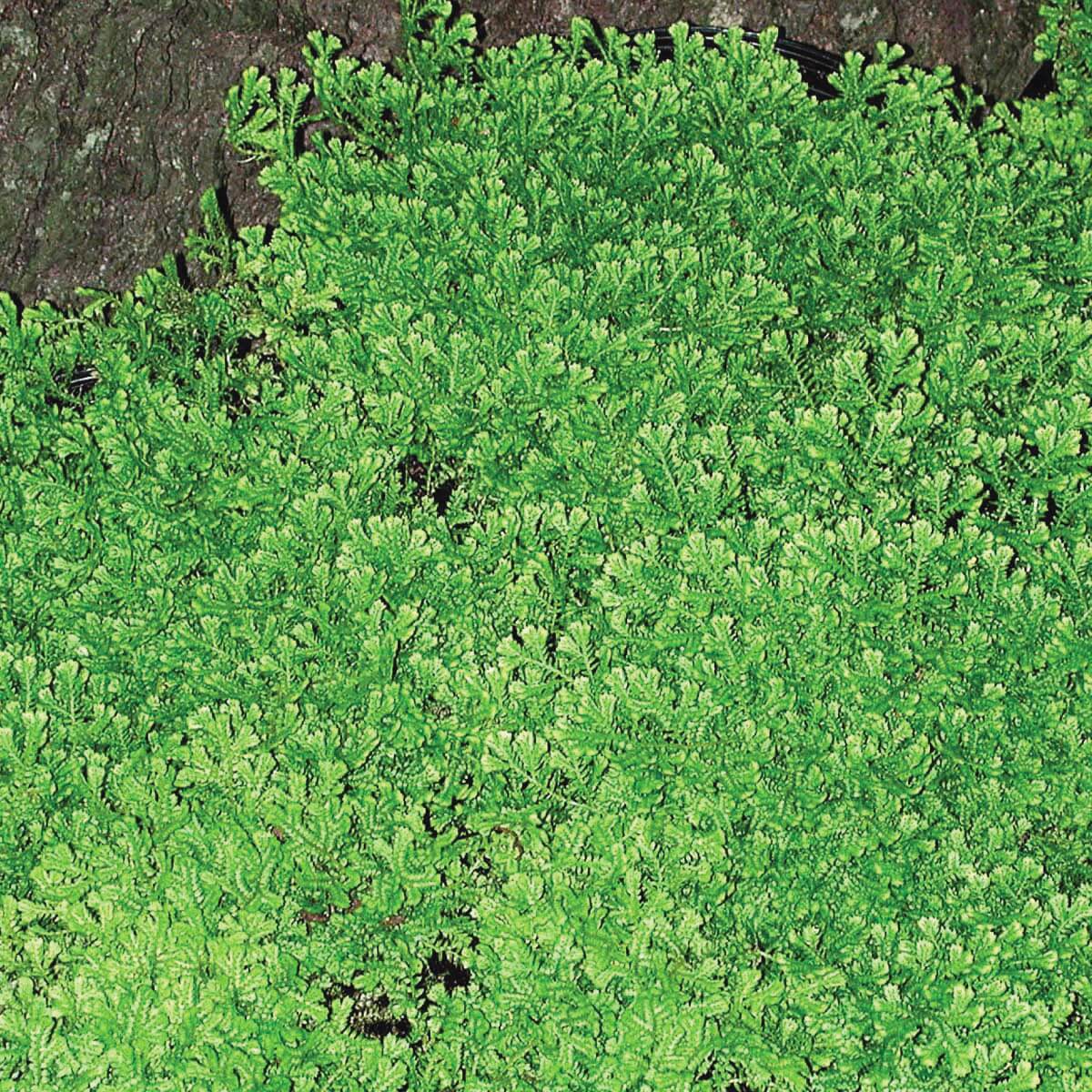 Selaginella kraussiana Aurea Golden Club Moss Fern for sale