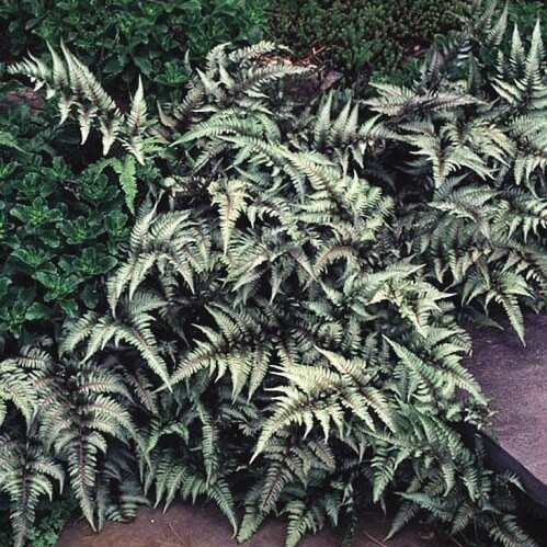 Athyrium niponicum Pictum Japanese Painted Fern for sale