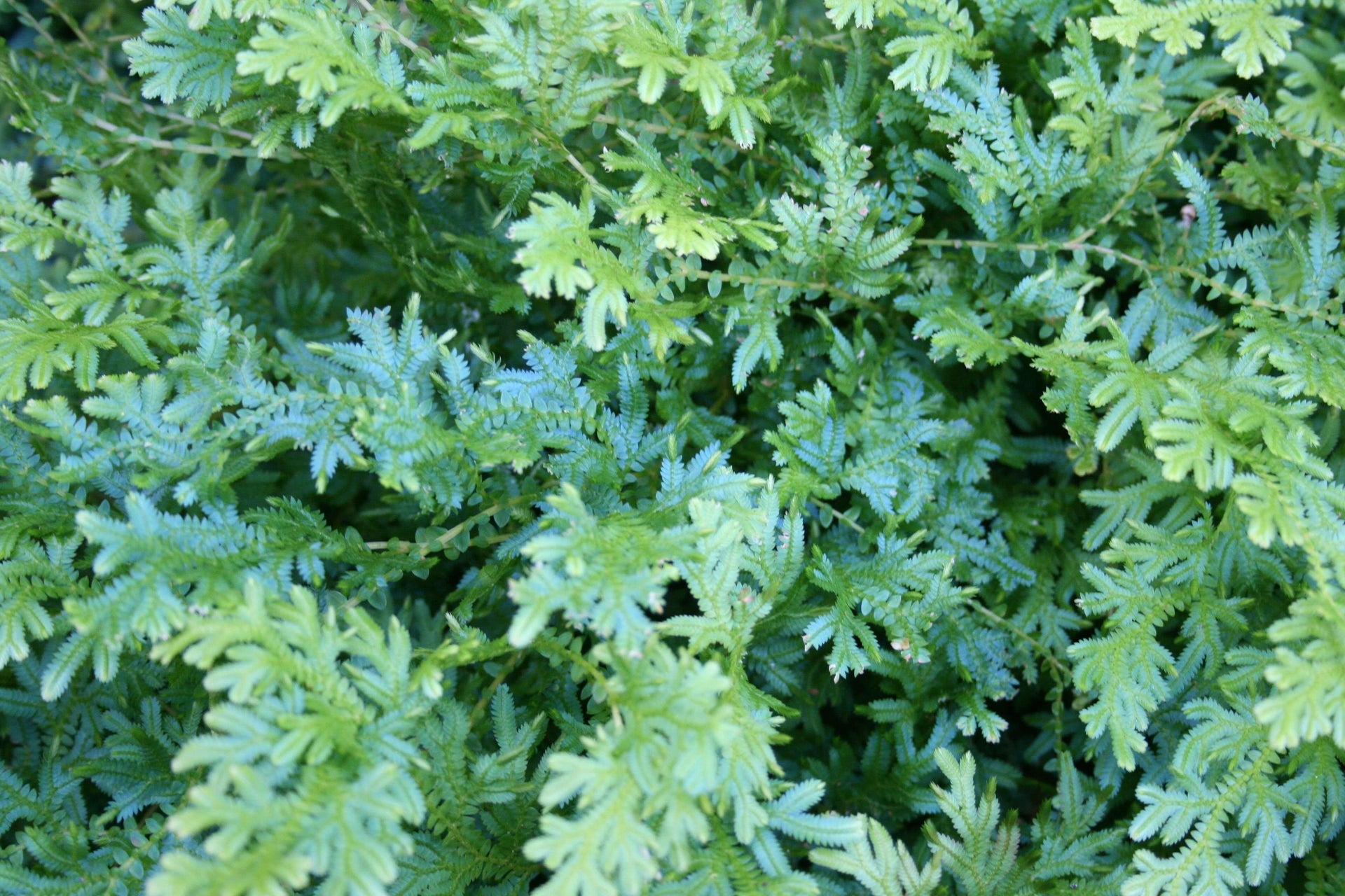 Selaginella uncinata Rainbow/Peacock Moss for sale 