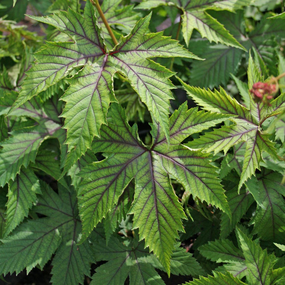 Filipendula 'Red Umbrellas' Meadowsweet