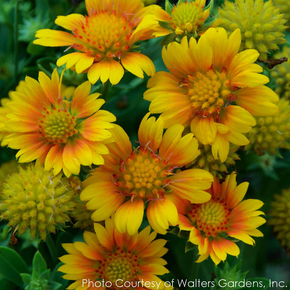 Gaillardia Arizona Apricot Blanket Flower