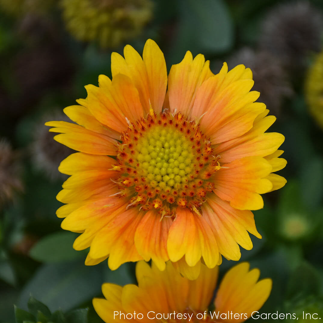 Gaillardia Arizona Apricot Blanket Flower