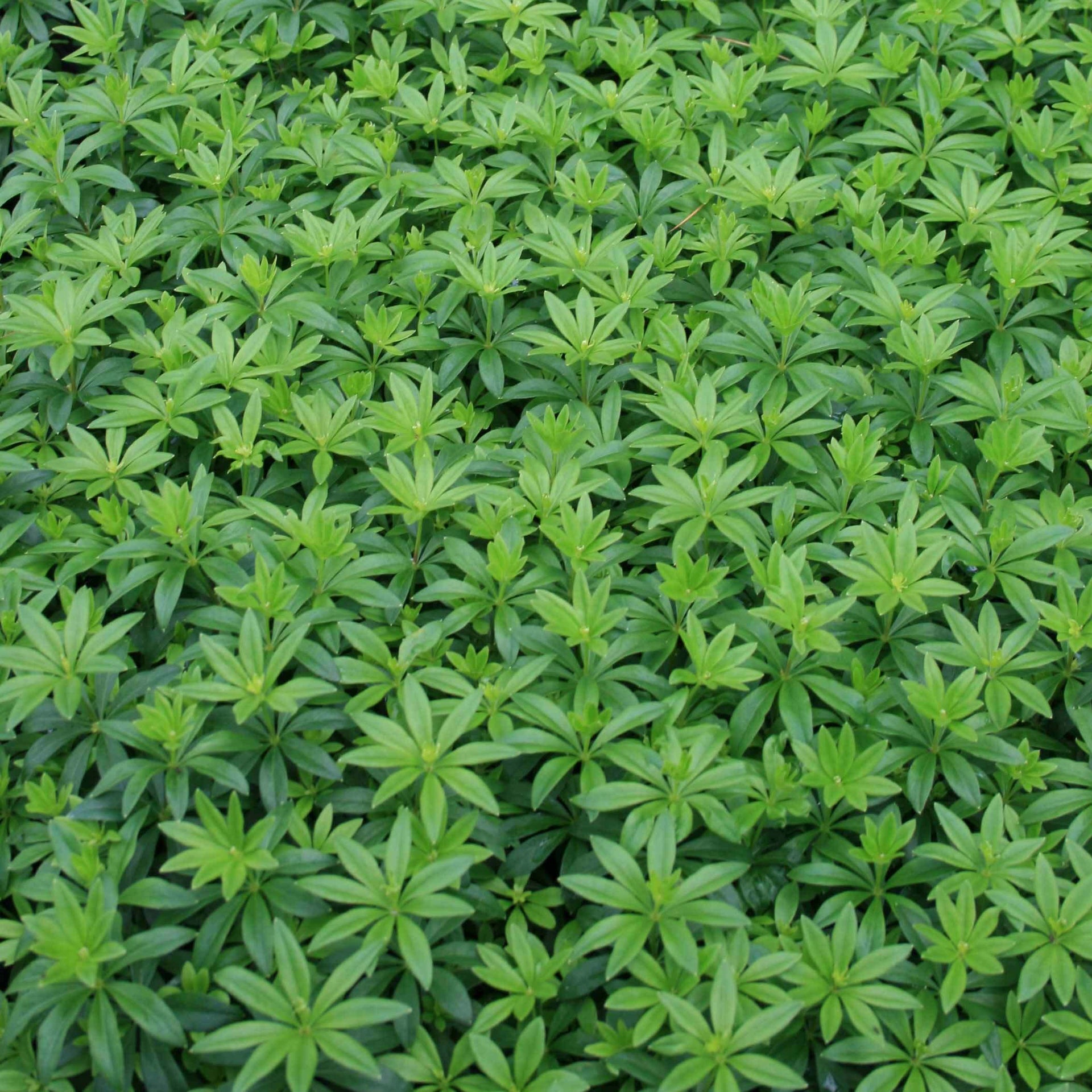 Galium odoratum Sweet Woodruff for sale