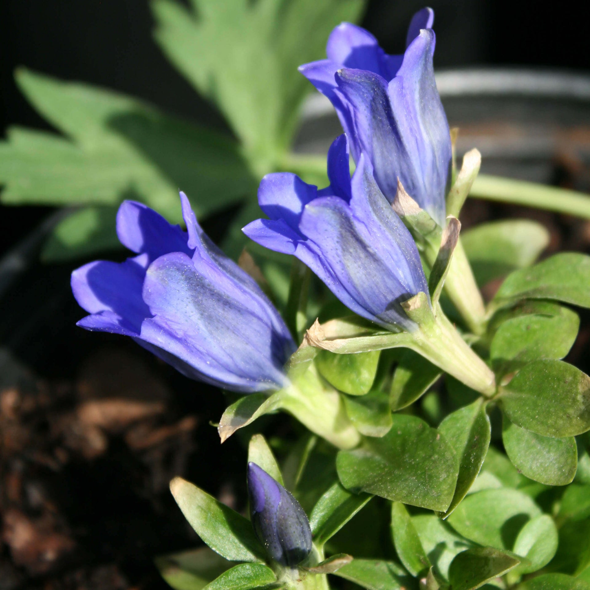 Gentiana x True Blue Bottle Gentian for sale 