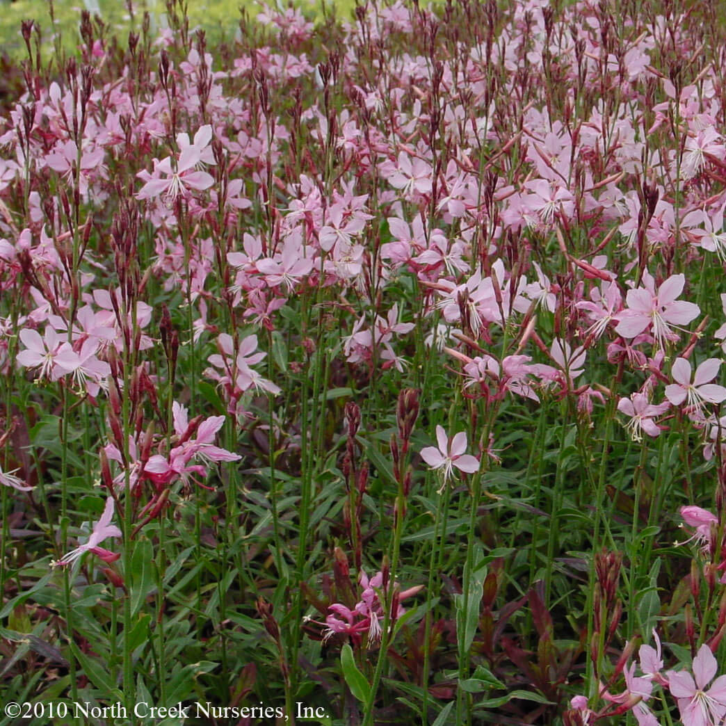 Gaura 'Siskiyou Pink' Wandflower