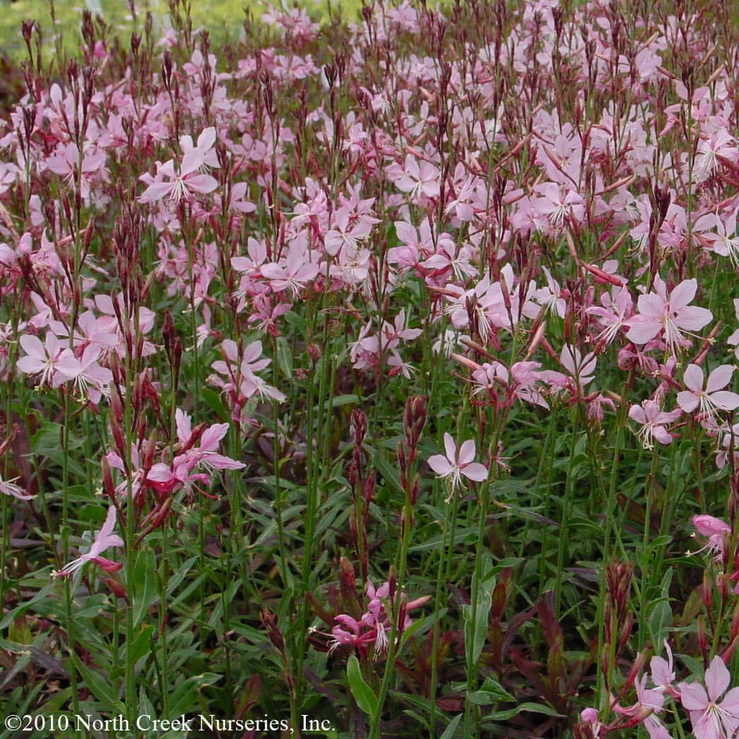 Gaura 'Siskiyou Pink' Wandflower