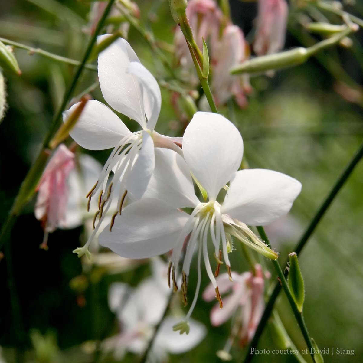 Gaura 'Whirling Butterflies' Wandflower