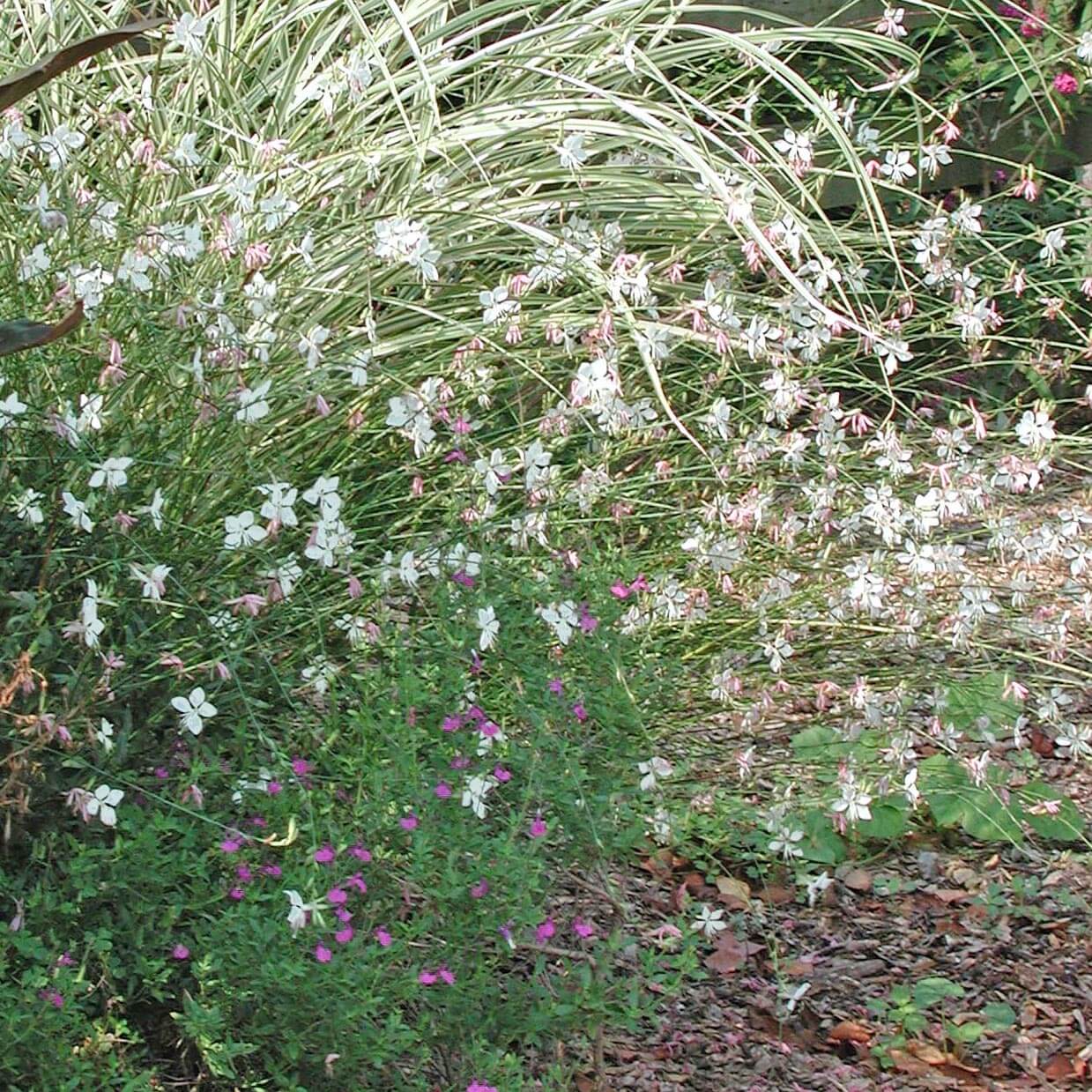 Wand flower discount