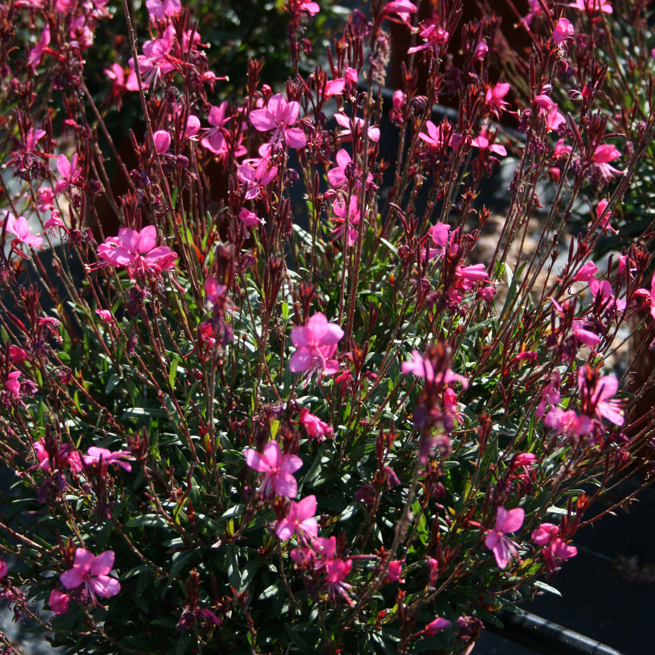 Gaura 'Belleza Dark Pink' Wandflower