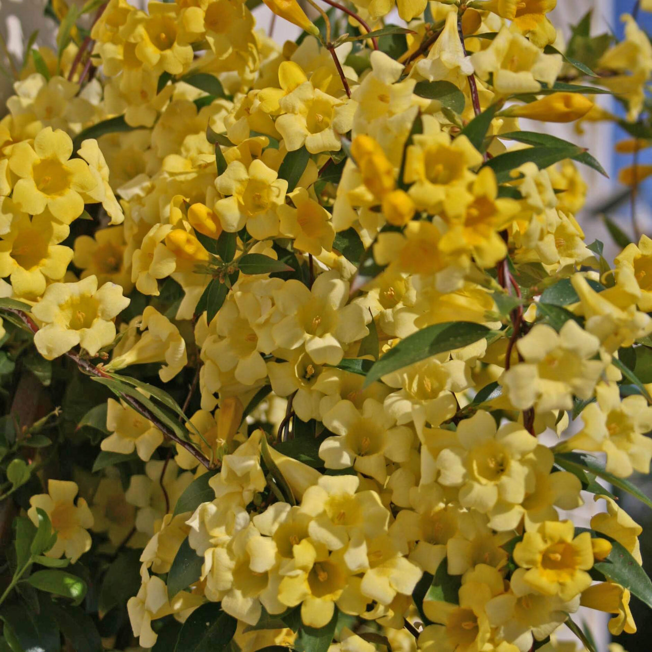 Gelsemium sempervirens 'Margarita' Carolina Jasmine