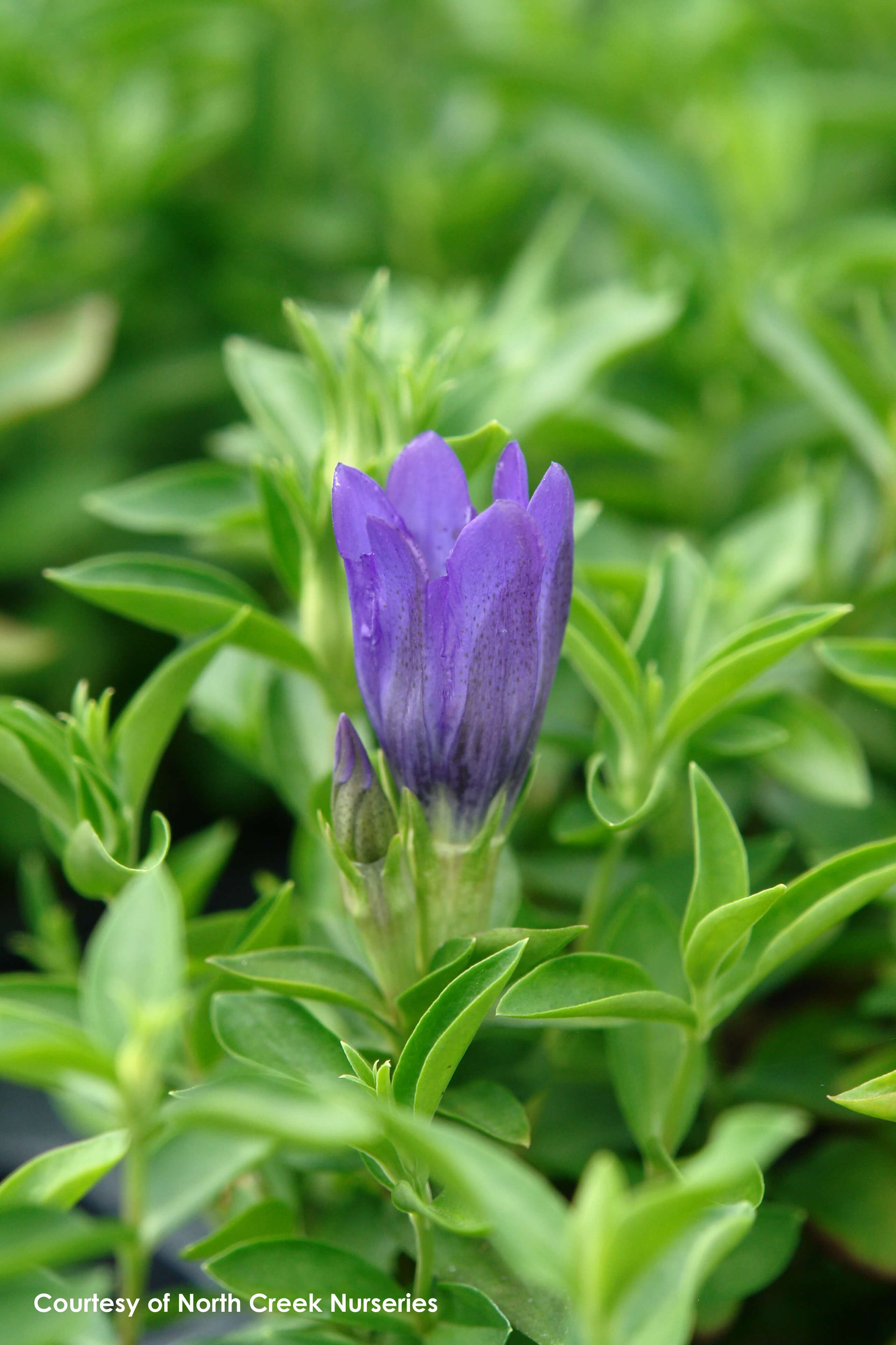 Gentiana x True Blue Bottle Gentian for sale 