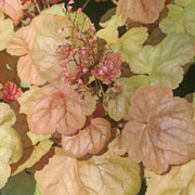 Heuchera Apricot Coral Bells for sale