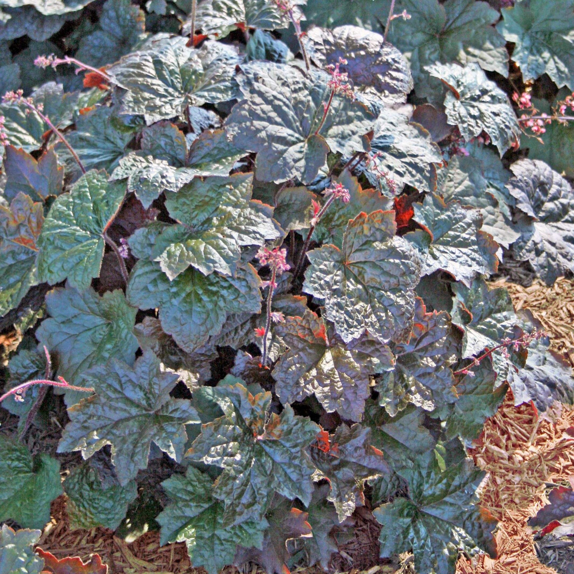 Heuchera micrantha Palace Purple Coral Bells for sale 