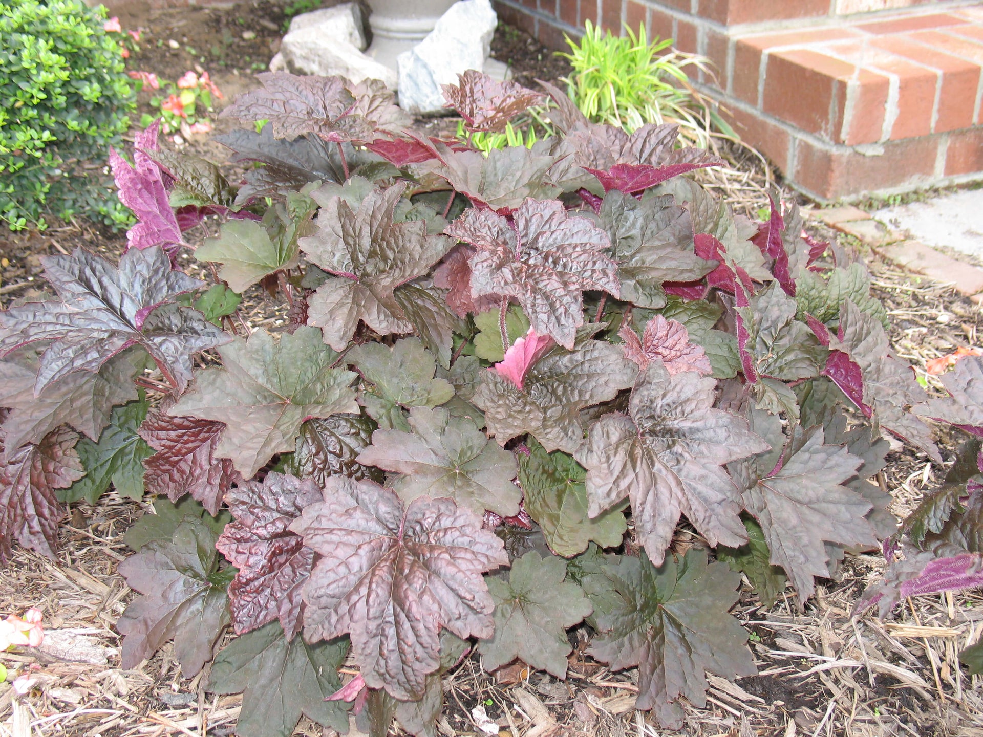 Heuchera micrantha Palace Purple Coral Bells for sale 