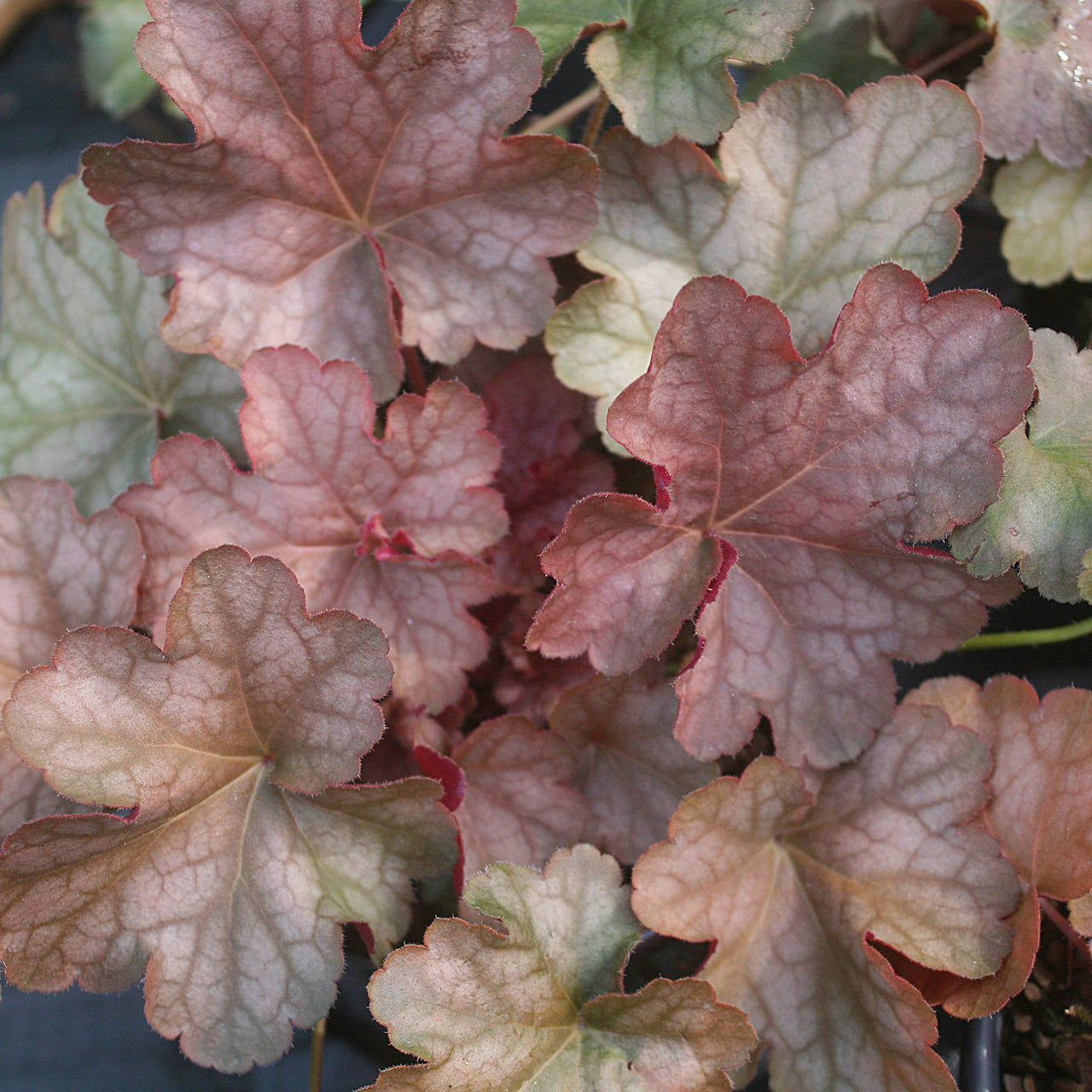 Heuchera Pinot Gris Coral Bells for sale