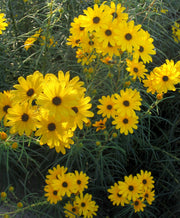 Helianthus First Light Sunflower