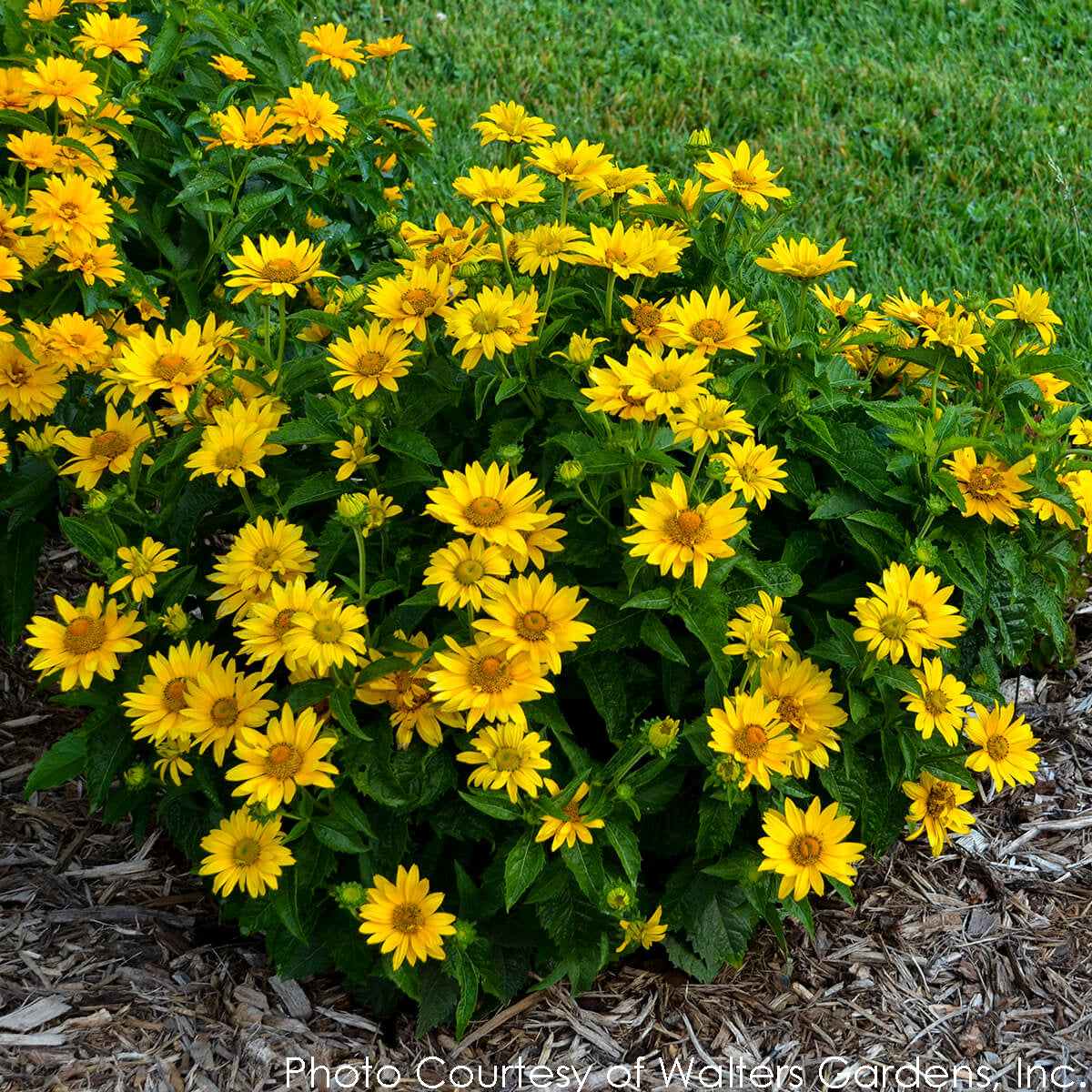 Heliopsis Tuscan Gold False Sunflower