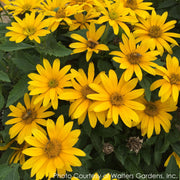 Heliopsis Tuscan Gold False Sunflower