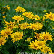 Heliopsis Tuscan Gold False Sunflower