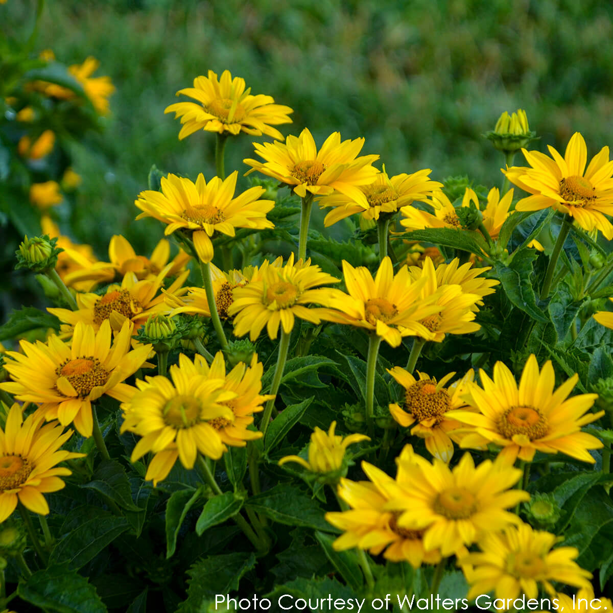 Heliopsis Tuscan Gold False Sunflower