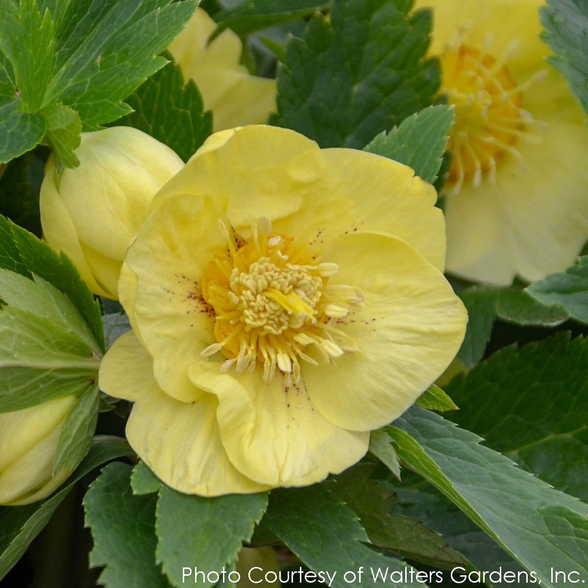 Helleborus California Dreaming Lenten Rose