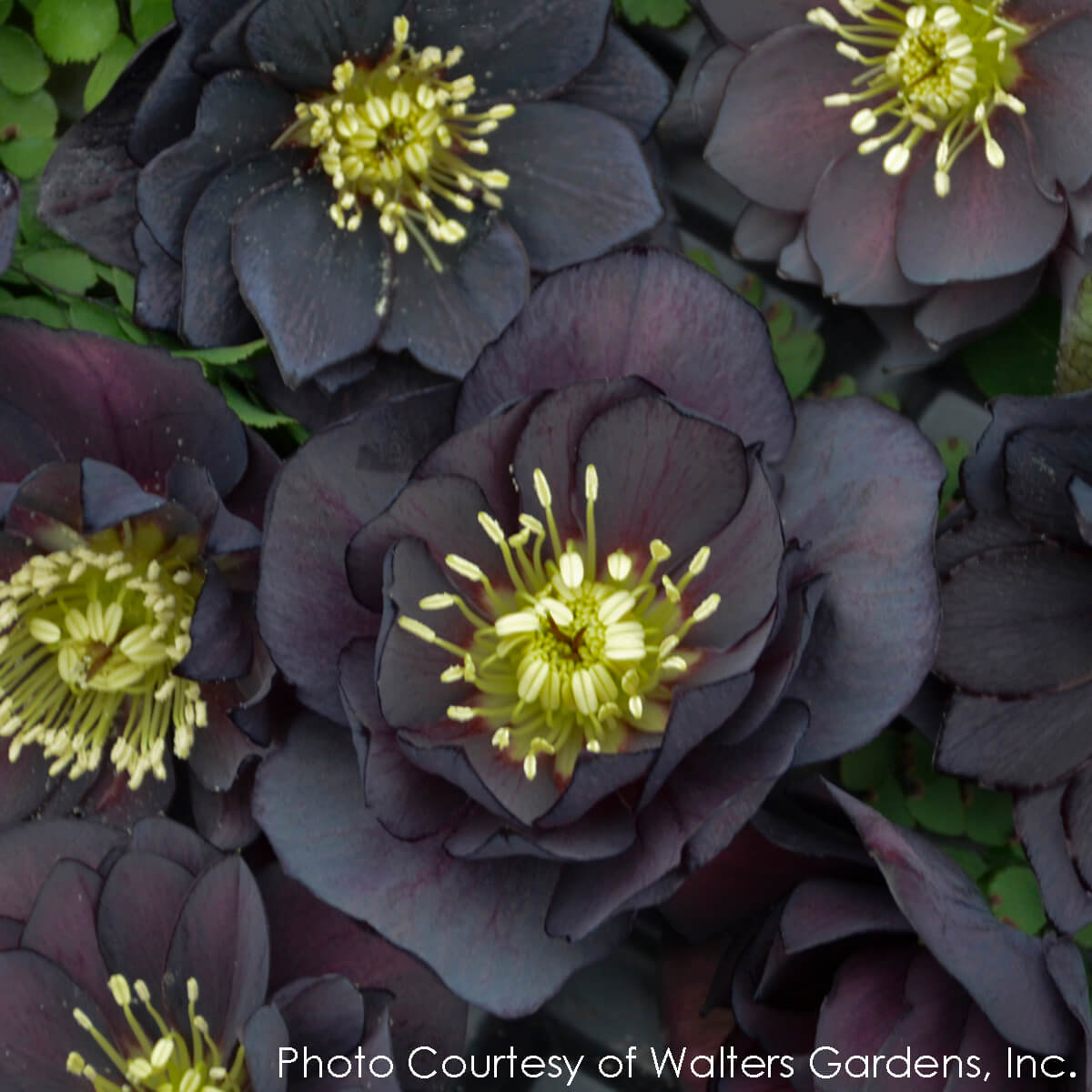Helleborus Dark and Handsome Lenten Rose for Sale | Rare Roots