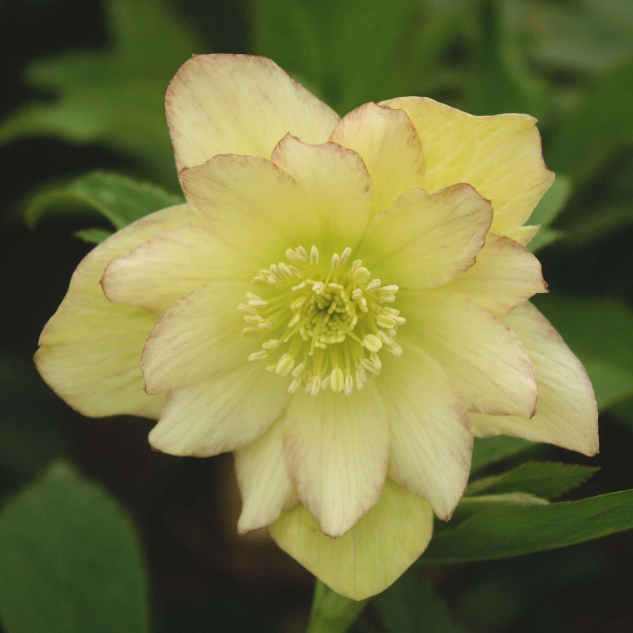 Helleborus 'First Dance' Lenten Rose