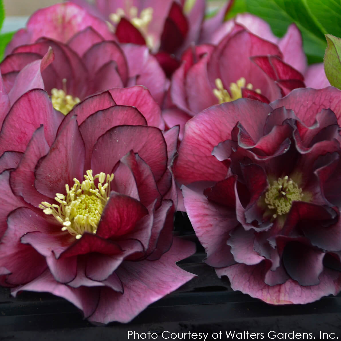 Helleborus True Love Lenten Rose