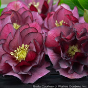 Helleborus True Love Lenten Rose