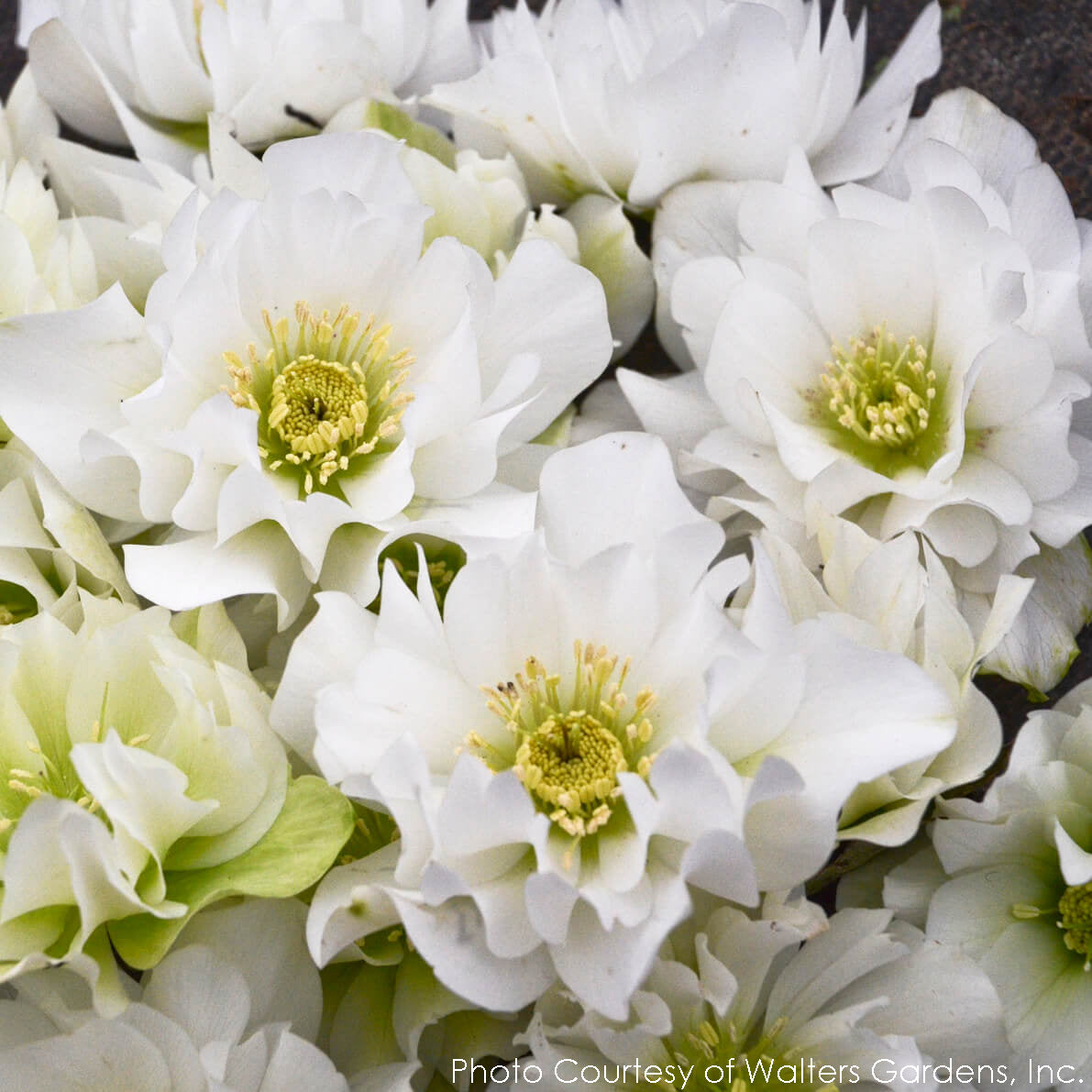 Helleborus Wedding Bells Lenten Rose