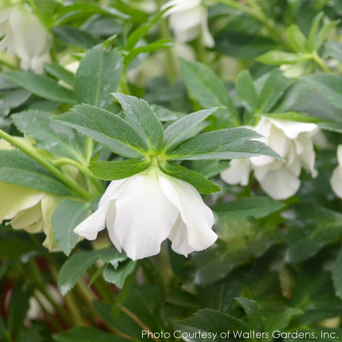 Helleborus Wedding Bells Lenten Rose