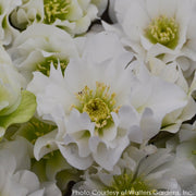 Helleborus Wedding Bells Lenten Rose