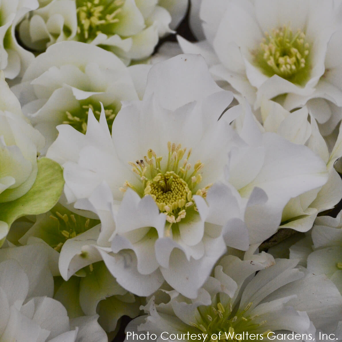 Helleborus Wedding Bells Lenten Rose