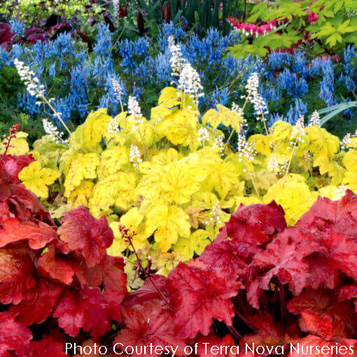 Heuchera Fire Alarm Coral Bells