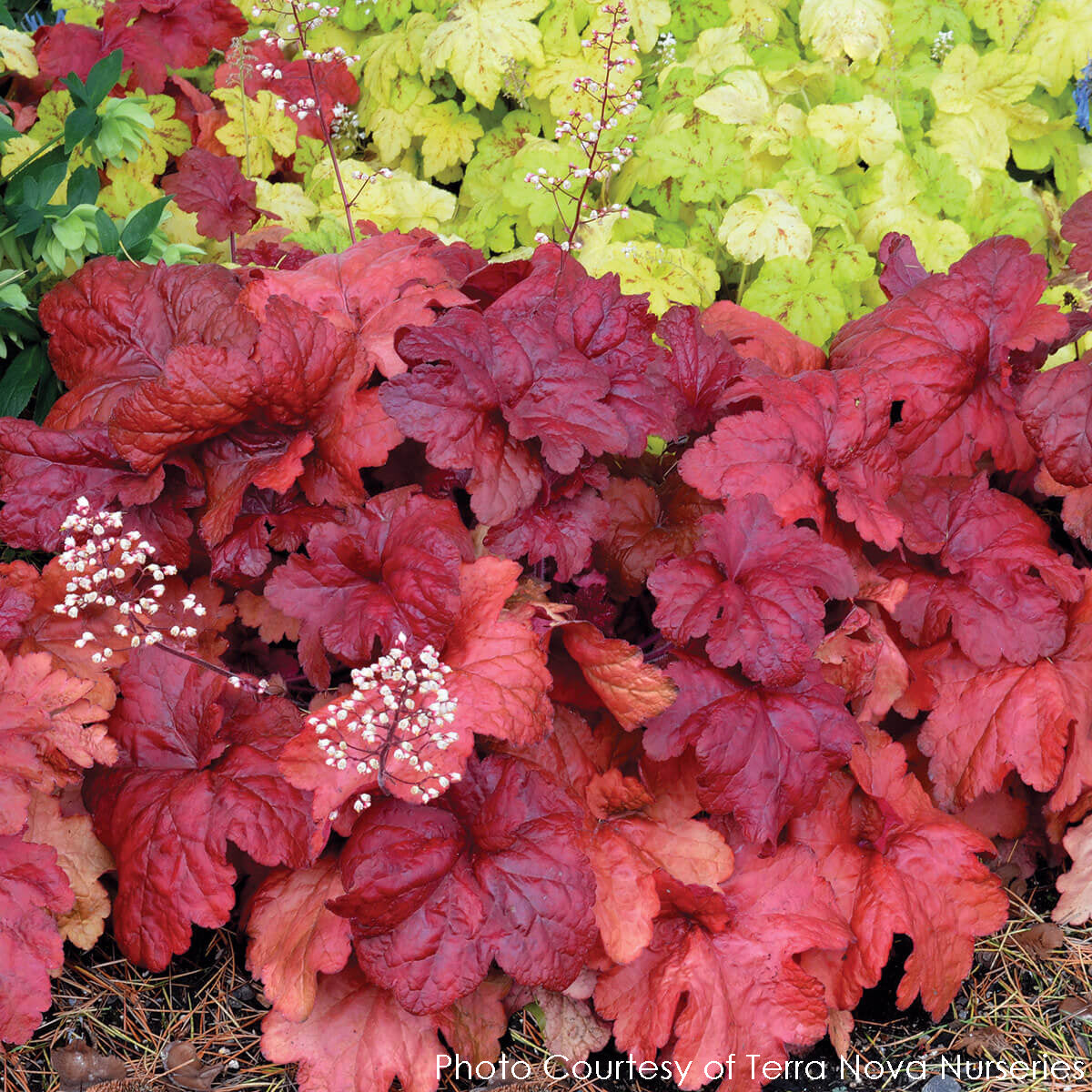 Heuchera Fire Alarm Coral Bells