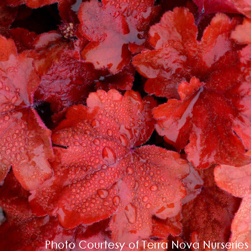 Heuchera Fire Alarm Coral Bells