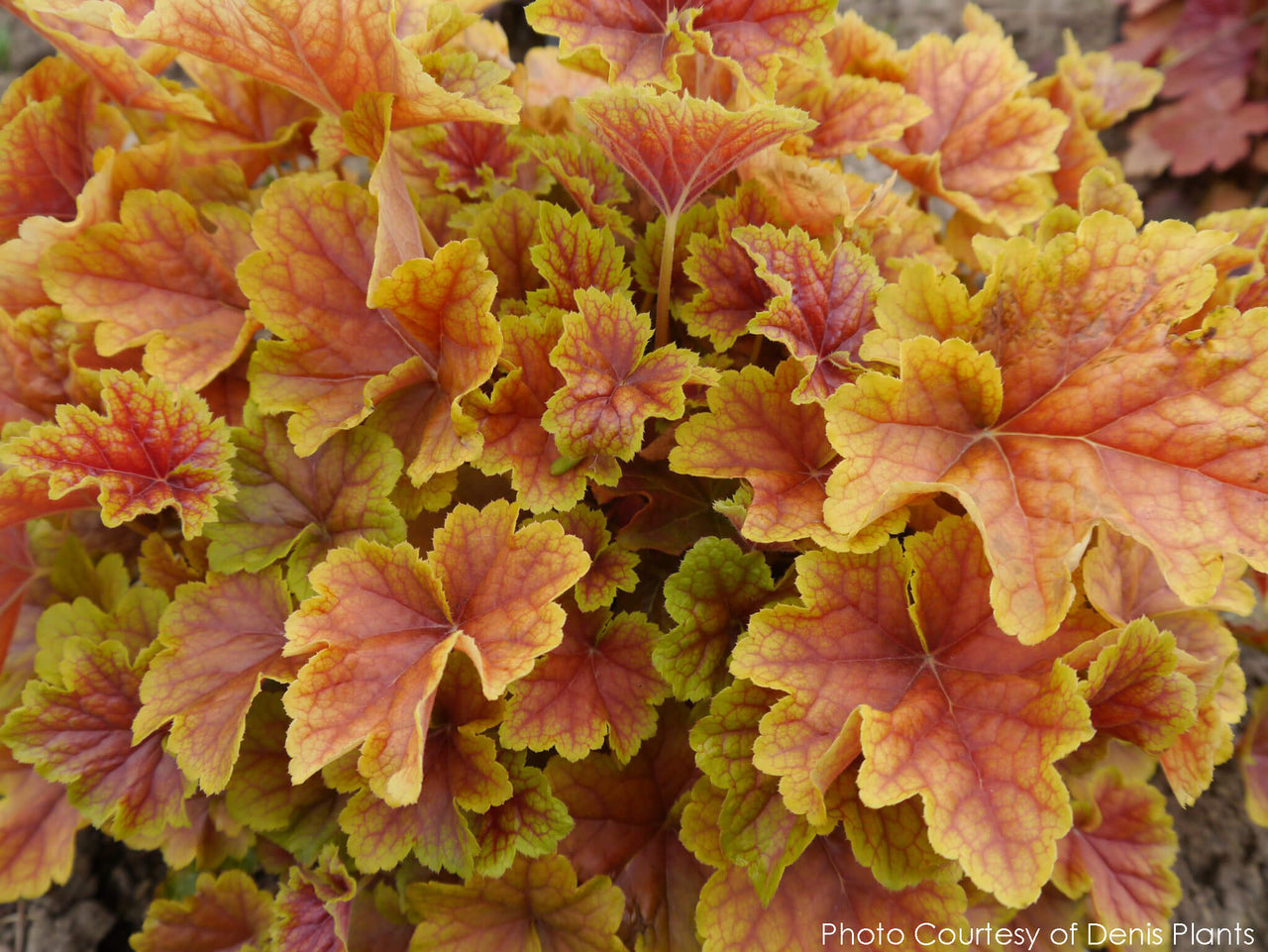 Heuchera Happy Flames Coral Bells